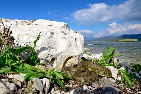 W&uuml;rfelnatter (Natrix tessellata) sonnt sich am Ufer des Prespasee in Albanien // Dice snake sunbathing on the shores of Lake Prespa in Albania 