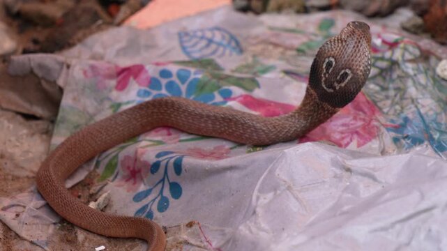 close-up of a cobra or Indian cobra Naja naja