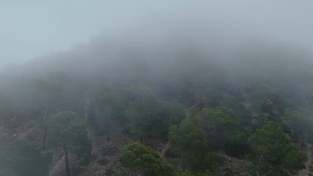 Drone video capturing a Spanish mountain forest partially hidden by dense mist, with tree tops emerging through low-hanging clouds.