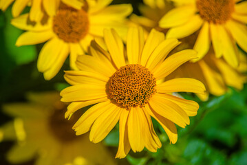 Yellow daisies grow in the meadow in summer
