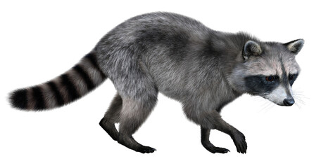 The common raccoon walks forward, stepping carefully, looking in front of him. 3d rendering on transparent background, no AI used