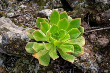 A small green plant with a few droplets of water on it. The plant is on a rock