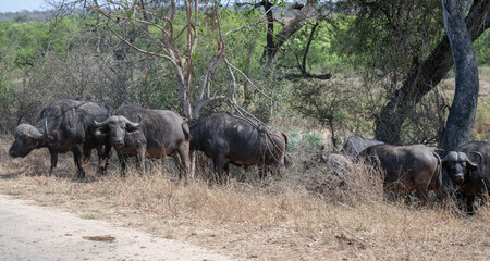 Kaffernb&uuml;ffel, B&uuml;ffel im Busch vom Kr&uuml;ger National Park - Kruger Nationalpark S&uuml;dafrika
