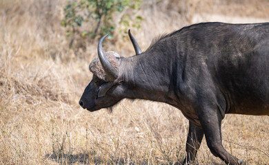 Kaffernbüffel, Büffel im Busch vom Krüger National Park - Kruger Nationalpark Südafrika