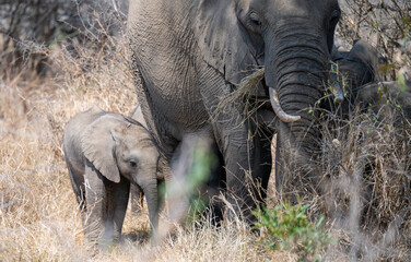 Fototapeta premium Afrikanische Tiere Elefantenmutter mit Elefanten Baby im Busch vom Krüger National Park - Kruger Nationalpark Südafrika