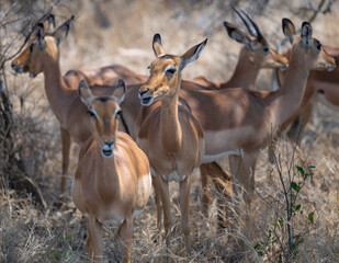Impala im Busch vom Krüger National Park Südafrika