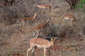 Impala im Busch vom Krüger National Park Südafrika