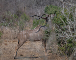 gro&szlig; Kudu Strepsiceros im Kr&uuml;ger National Park - Kruger Nationalpark S&uuml;dafrika