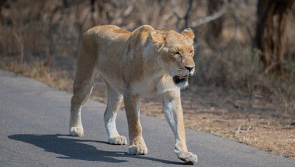 L&ouml;win oder L&ouml;we im Busch vom Kr&uuml;ger National Park - Kruger Nationalpark S&uuml;dafrika