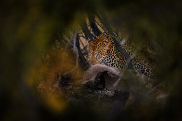 Leopard hidden kill in busch. Leopard catch lechve antelope near Khwai river in Botswana. Africa wildlife. Wild cat hidden in the green vegetation. Wild cat  in the nature, lying under the tree.