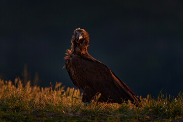 Cinereous Vulture, Aegypius monachus, big brown birs of pray in the nature habitat. Vultures from Eastern Rhodopes mountain in Bulgaria, Europe. Vultures pair morning sunset. Nature wildlife Bulgaria.