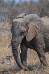 Elefant im Busch vom Krüger National Park - Kruger Nationalpark Südafrika