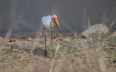 Gelbschnabelstorch - Nimmersatt - Yellow-billed Stork im Busch vom Krüger National Park Südafrika