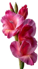 Gladiolus flower, isolated, with a modern "floating look", without shadows and reflections, without support and contact with the floor, completely ready for clipping. Ideal choice for designers, adver