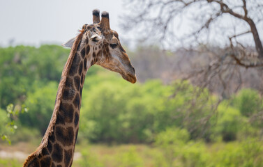 Giraffe im Busch vom Krüger National Park - Kruger Nationalpark Südafrika