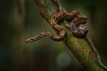 Boa constrictor viper in the wild nature, Costa Rica. Wildlife scene from Central America. Travel in tropic forest. Dangerous snake from jungle. Snake in the forest habitat, Corcovado NP, Costa Rica.