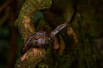 Boa constrictor viper in the wild nature, Costa Rica. Wildlife scene from Central America. Travel in tropic forest. Dangerous snake from jungle. Snake in the forest habitat, Corcovado NP, Costa Rica.