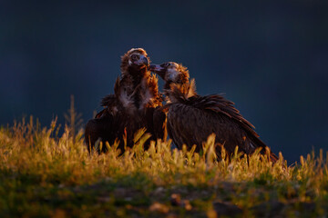 Cinereous Vulture, Aegypius monachus, big brown birs of pray in the nature habitat. Vultures from Eastern Rhodopes mountain in Bulgaria, Europe. Vultures pair morning sunset. Nature wildlife Bulgaria.