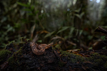 Danger tropic forest. Porthidium nasutum, Rainforest Hognosed Pitviper, brown poison snake in the forest vegetation. Reptile in habitat, on the ground road in leaves, Costa Rica. Widllife nature.