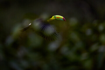 Tropic wildlife. Flying Keel-billed Toucan, Ramphastos sulfuratus, bird with big bill fly above the forest. Beautiful wildlife scene. Animal in nature forest habitat, Costa Rica.