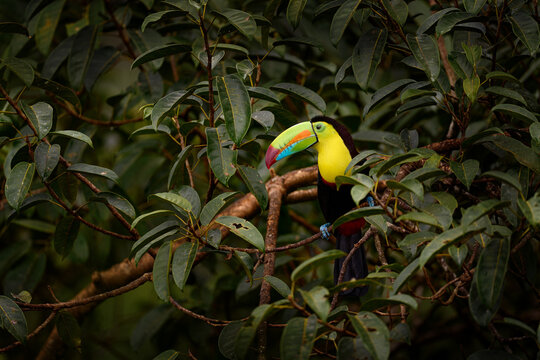 Tropic wildlife. Flying Keel-billed Toucan, Ramphastos sulfuratus, bird with big bill fly above the forest. Beautiful wildlife scene. Animal in nature forest habitat, Costa Rica.
