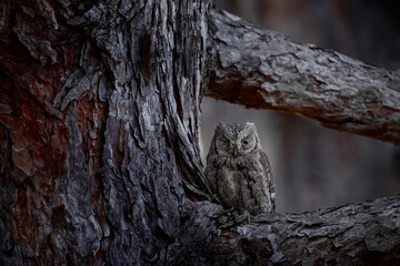 Owl hooting, hidden in the pine forest, bark. Common Scops Owl, Otus scops, sitting on the green tree branch, Rhodopes, Bulgaria. Wildlife scene from nature. Art view on bird.