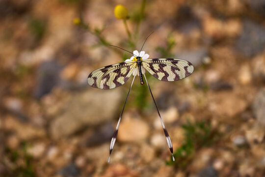 Sinuated Spoonwing, Nemoptera sinuata, dragonfly buttefly similar insect on white yellow fower bloom in the nature habitat, near the Arda River, Eastern Rhodopes in Bulgaria, Europe. Wildlife nature.