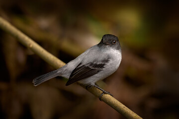 Torrent tyrannulet, Serpophaga cinerea, small bird of the tyrant flycatcher family, Volcan Poas NP, Costa Rica.