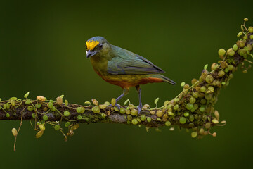 Olive-backed euphonia, Euphonia gouldi, exotic tropical bird from Costa Rica. Bird sitting on...
