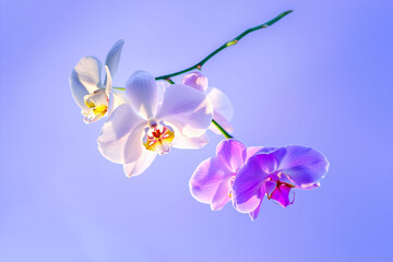 Artistic Brush Strokes Creative Beauty Background