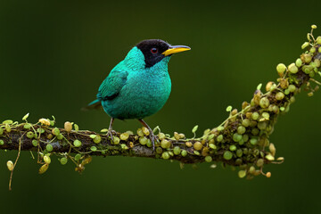 Tanager from tropical forest. Wildlife scene, bird love in habitat. Costa Rica wildlife.  Green Honeycreeper, Chlorophanes spiza, exotic tropical malachite green and blue bird from Costa Rica.