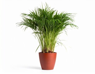 A tall lemongrass plant in a modern clay pot, showcasing long, thin leaves with upright growth
