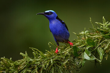 Red red blue bird in nature. Costa Rica nature. Blue bird Red-legged Honeycreeper, Cyanerpes cyaneus, exotic tropical animal with red legs from Costa Rica. Tinny songbird in the nature habitat.