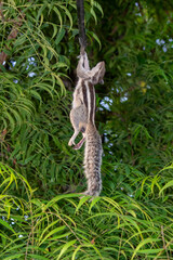 Dead squirrel hanging on electric wire after electrocution accident with green leaves background in outdoor environment