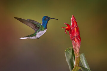 Flying hummingbird. Costa Rica nature.  Hummingbird White-necked Jacobin, Florisuga mellivora, flying next to beautiful red flower heliconia with green forest in background.
