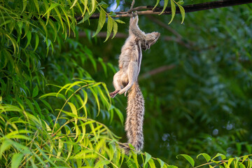 Dead squirrel hanging on electric wire after electrocution accident with green leaves background in outdoor environment