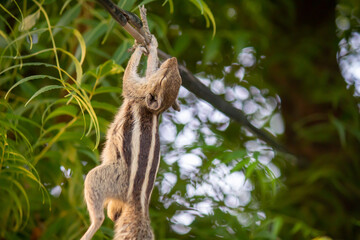 Dead squirrel hanging on electric wire after electrocution accident with green leaves background in outdoor environment
