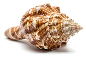 Obraz premium Seashell's Serenity: A close-up studio shot reveals the intricate spiral form and natural beauty of a captivating seashell, evoking a sense of coastal tranquility. 