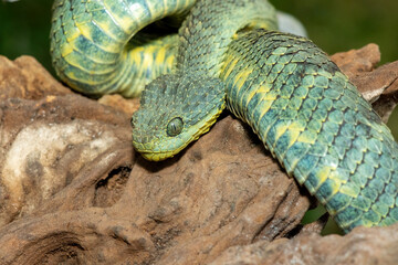 A beautiful Variable Bush Viper (Atheris squamigera), alert on a branch. A venomous viper endemic to central and west Africa
