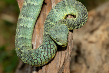 A beautiful Variable Bush Viper (Atheris squamigera), alert on a branch. A venomous viper endemic to central and west Africa