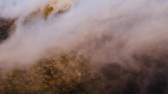 Drone video flying through dense clouds over forested mountain slopes in Spain, with treetops partially visible through mist.