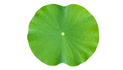 Lotus leaf close up