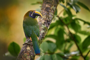 Northern Emerald-Toucanet, Aulacorhynchus prasinus, smal green toucan in the pink flower forest habitat. Exotic bird, close-up bill portrait, Talamanca, Costa Rica. Green toucanet in forest.