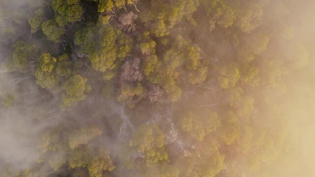 Drone video flying above mountain forest in Spain, with soft clouds in the foreground partially covering the treetops.