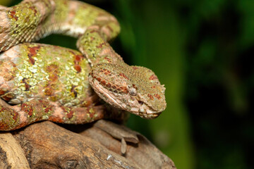 A beautiful christmas tree morph Eyelash Viper (Bothriechis schlegelii), coiled on a branch. A colorful venomous pit viper from Central and South America