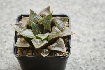 Young succulent plant Haworthia Hybrid in a pot