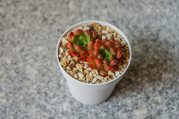 Young succulent plant Graptoveria Pink Rubygrown in a pot