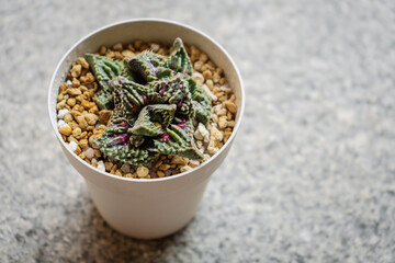 Young succulent plant Faucaria Super Warty in a pot