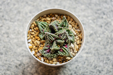 Young succulent plant Faucaria Super Warty in a pot