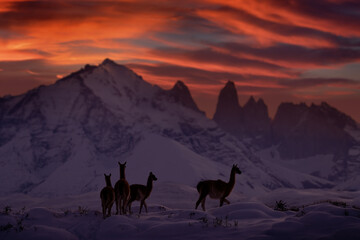 Patagonia orange pink sunset with guanaco in Chile. Guanaco in Chile, Torres del Paine NP in...